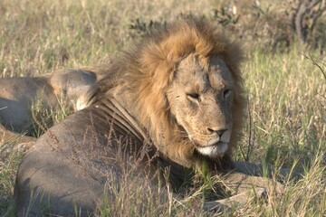 lion in wild savanna , Animal of africa