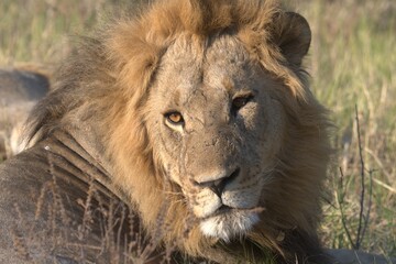 lion in wild savanna , Animal of africa