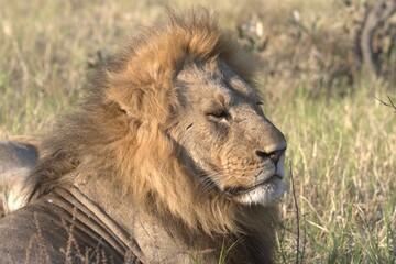 lion in wild savanna , Animal of africa