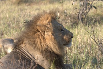 lion in wild savanna , Animal of africa