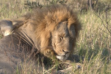 lion in wild savanna , Animal of africa