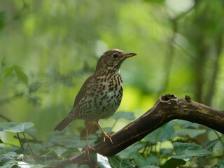A mistle thrush