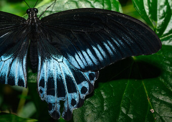 A Blue Mormon butterfly (Papilio polymnestor) is a large swallowtail species, the second largest butterfly in India, with a wingspan of 120 to 150 mm, sitting on a fiddlehead fern and other weed.
