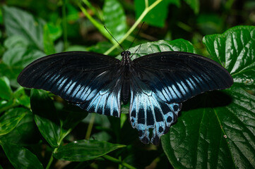 A Blue Mormon butterfly (Papilio polymnestor) is a large swallowtail species, the second largest...