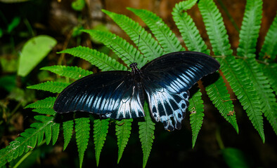 A Blue Mormon butterfly (Papilio polymnestor) is a large swallowtail species, the second largest butterfly in India, with a wingspan of 120 to 150 mm, sitting on a fiddlehead fern and other weed.