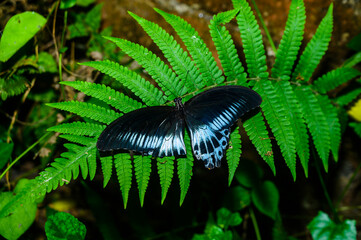 A Blue Mormon butterfly (Papilio polymnestor) is a large swallowtail species, the second largest butterfly in India, with a wingspan of 120 to 150 mm, sitting on a fiddlehead fern and other weed.