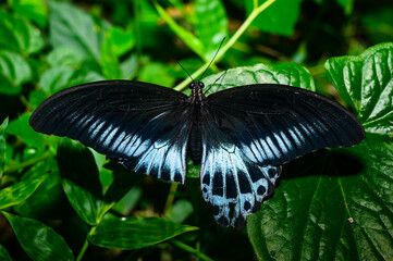 A Blue Mormon butterfly (Papilio polymnestor) is a large swallowtail species, the second largest butterfly in India, with a wingspan of 120 to 150 mm, sitting on a fiddlehead fern and other weed.