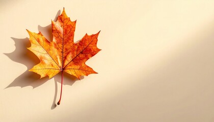 Falling autumn leaves nature macro photography warm colors soft light seasonal change