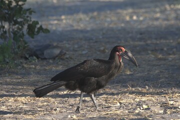 red billed hornbill