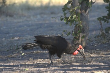 red billed hornbill