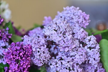 a bouquet of colorful lilacs in a vase on the table