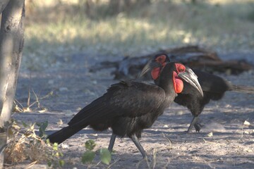 red billed hornbill