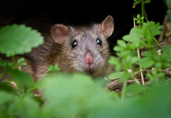 A small brown rat hiding in some bushes