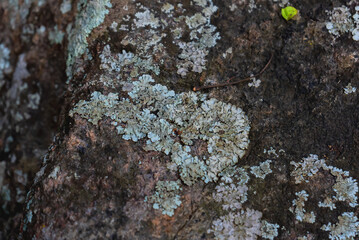 Lichens in India thrive across diverse habitats, from mountains to forests, serving as indicators...