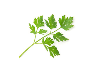 Fresh parsley leaves on white background