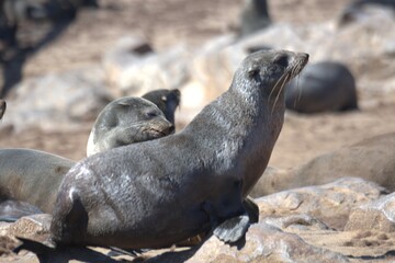 seal in sud africa , Animal of africa
