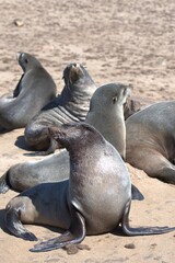 seal in sud africa , Animal of africa