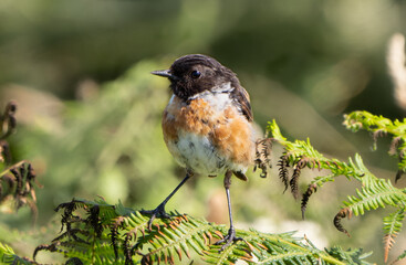 Male Chaffinch perched
