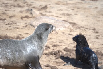 seal in sud africa , Animal of africa