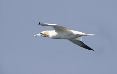 A gannet in flight