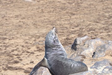 seal in sud africa , Animal of africa