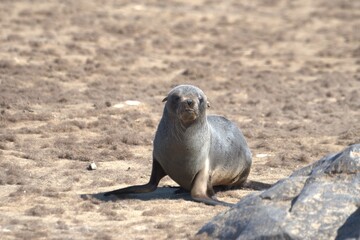 Naklejka premium seal in sud africa , Animal of africa