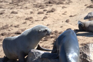 seal in sud africa , Animal of africa