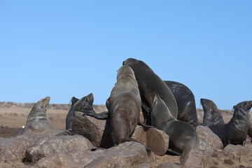 Fototapeta premium seal in sud africa , Animal of africa