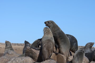 seal in sud africa , Animal of africa