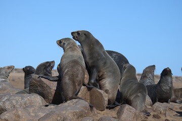 Obraz premium seal in sud africa , Animal of africa