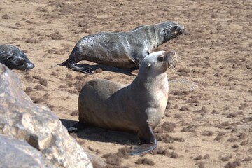 Obraz premium seal in sud africa , Animal of africa