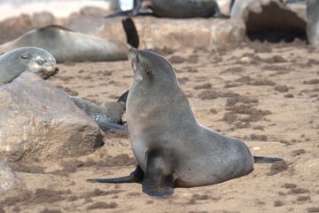 seal in sud africa , Animal of africa