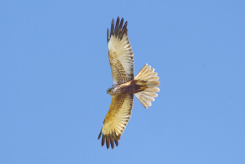  A Buzzard soaring above in the sky