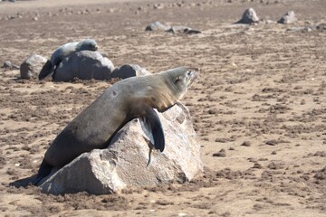 seal in sud africa , Animal of africa
