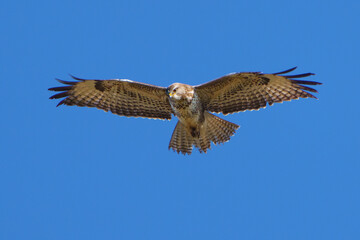  A Buzzard soaring above in the sky