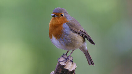 Beautiful robin perched