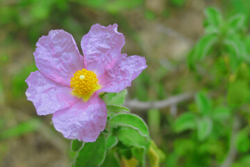 Fiore del cisto