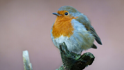 Beautiful robin perched