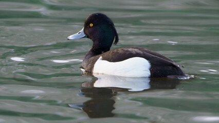 Tufted duck in a lake