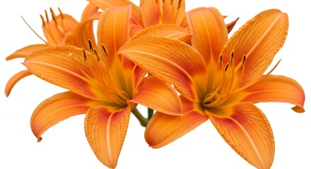 Fototapeta premium Close up of vibrant orange daylily flowers, showcasing intricate details of petals, stamens, and textures against a clean white background. Botanical beauty.