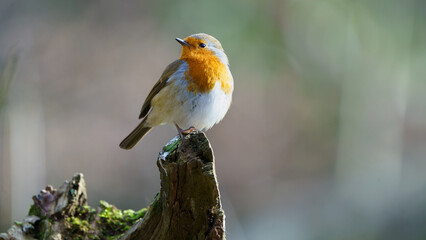 Fototapeta premium Beautiful robin perched