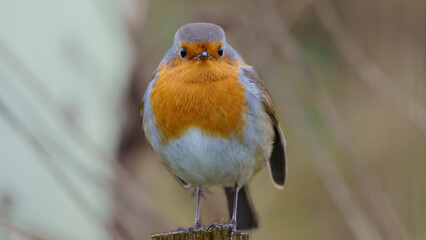 Beautiful robin perched