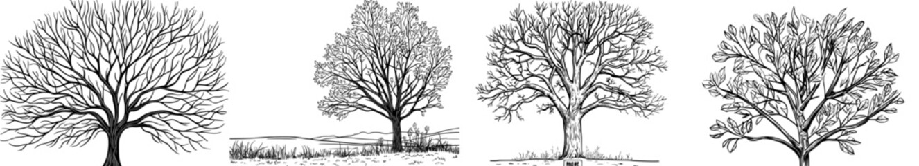 A leafless tree's silhouette stands out against a white backdrop, showcasing its intricate branching pattern