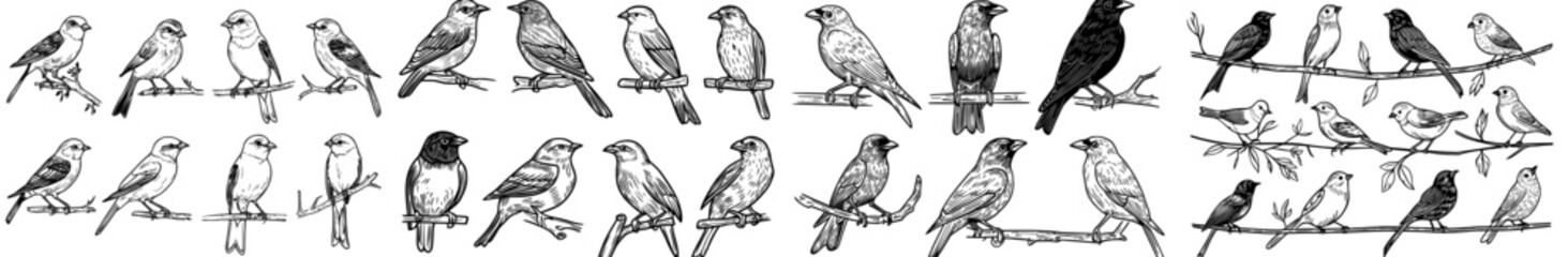Collection of dark bird shapes on tree limbs in multiple positions