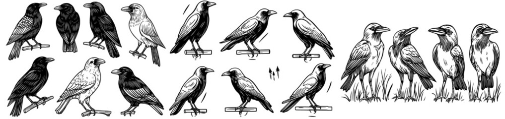 Crows in different poses are depicted as silhouettes on a transparent background