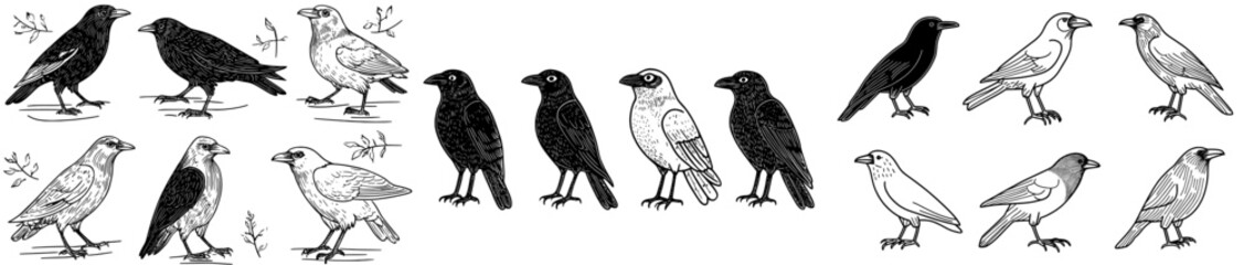 Contemporary outlines of crows in diverse postures on a white backdrop