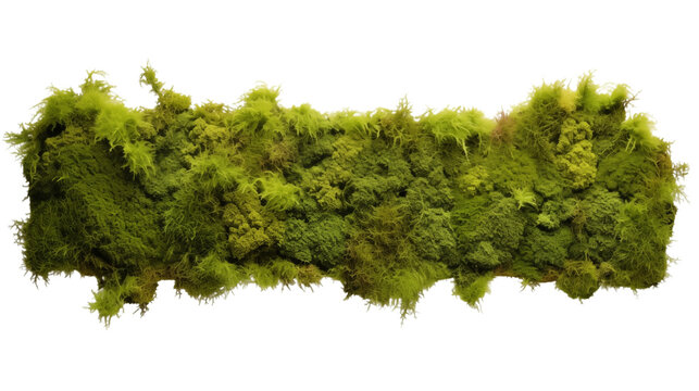 A rectangular patch of green moss against a black background in detail