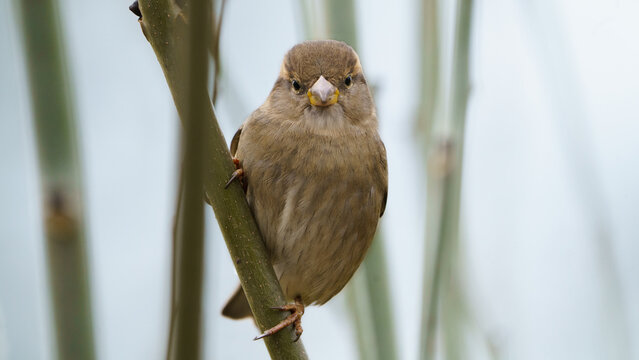 Sparrow bird perched in a tree - Powered by Adobe