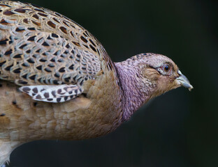A pheasant 