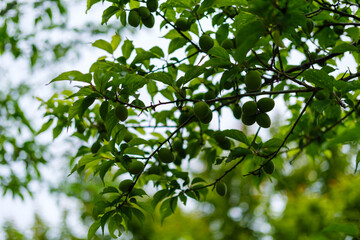 散歩の途中で見つけた春の光景